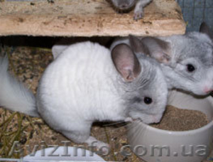 шиншиллы для семи идуши #292309