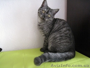 продается кошечка  - шотландская прямоухая #283306