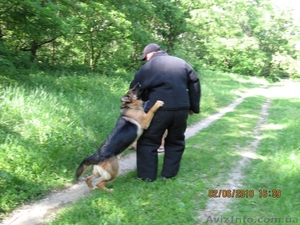 Дрессировка собак всех пород в Киеве. #295322