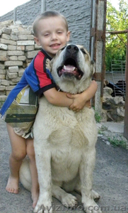   Элитные щенки среднеазиатской овчарки #292465