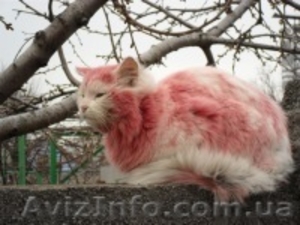 восковая депиляция, наращивание ресниц, обучение #303031