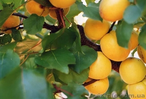 Молдавские абрикосы  #305571