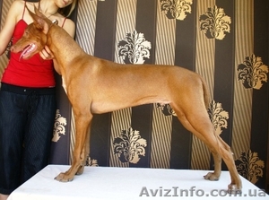 Фараонова собака #303657