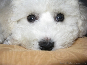 продам щенка бишон фризе #307839