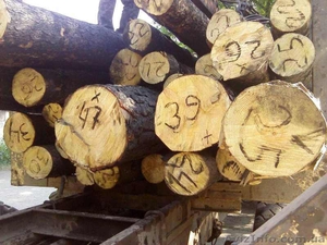 кругляк-пиловочник Продам  #309050