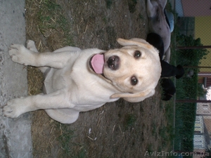 Появились щенки Лабрадор Ретривер #208322