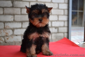 Элитные щеночки йоркширского терьера,  #293686