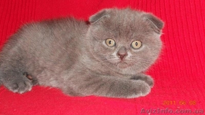 шотландский вислоухий  котенок девочка и мальчик. #289649