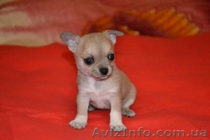 Элитные щеночки Чихуахуа шоу-класса #290662