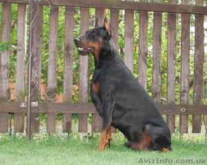 Продаются отличные щенки добермана. #293770