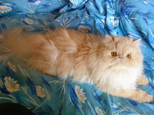 Срочно!!! Отдам персидского кота в хорошие руки #307432