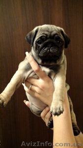 чудесные мопсята #286832