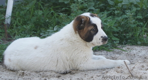 Щенки алабая (среднеазиатская овчарка) клубные щенки с родословной от чемпионски #294089