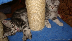  элитные шотландские вислоухие котята #293266