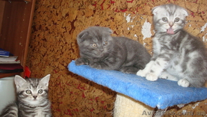 ШОТЛАНДСКИЕ КОЯТА #304416