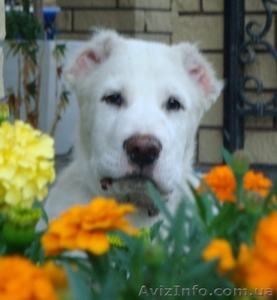 Продам щенка среднеазиатской овчарки (алабай,  САО)! #174287