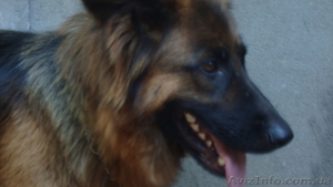 Щенки Немецкой овчарки - резервирование #298312