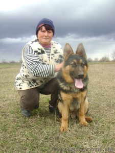 крупные  щенки  немецкой  овчарки #296421