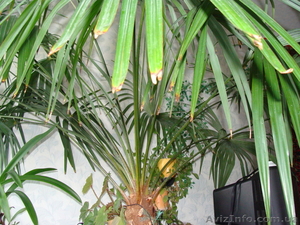 Продам пальму для дома или офиса #304757