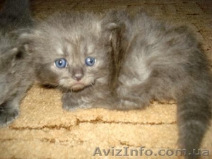 Отдам бесплатно плюшевых котят #284445