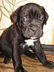 Элитные щенки Кане корсо от итальянских производителей #281690