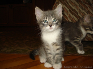 Отдам симпатичных котят #297839