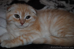 Продаются очаровательные шотландские вислоухие котята #307705