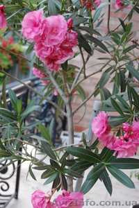 олеандр розовый продажа в Луганске #304861