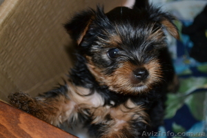 маленьки щенки йоркширского терьера ищут любящего хозяина #287627