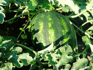 продаем с поля арбузы оптом #280843