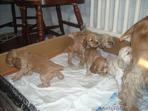 Продаж цуценят американського кокер - спаніеля  #269999