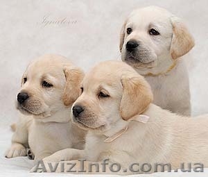 Щенки лабродора Документы КСУ Хорошая родославная Готовятся к продаже #280529
