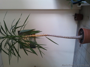 продам пальму ЮККА #303300