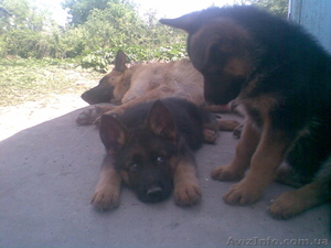  Элитные щенки немецкой овчарки #296575