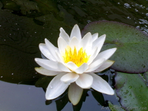 Кувшинка - водяная лилия,  нимфея #304915