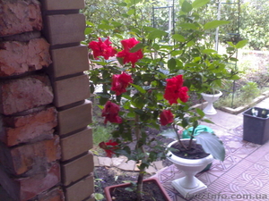 Комнатная роза гибискус. #304993