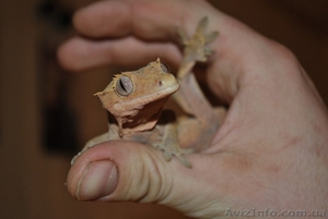 Продажа гекконов по приятным ценам #281874