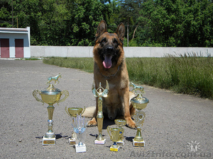 щенок немкцкой овчарки #305311