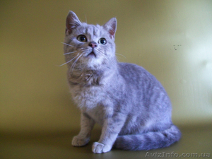 Чистокровный скоттиш-страйт для дома,  для души #294944