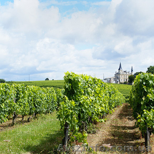 Повышение урожайности виноградников! #297413