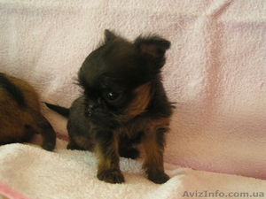 продам гриффона #302786