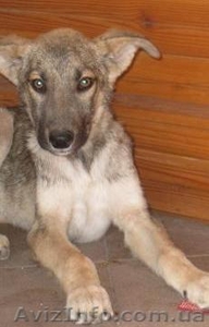 Серж- спасенный щенок,  кобель,  3мес.,  привит! #301420