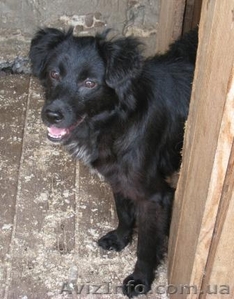 Щенки-метисы для частного дома,  привиты! #300713