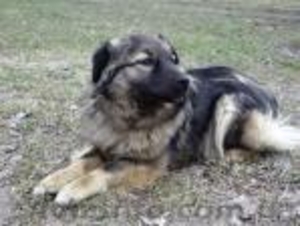 Небольшая (размера спаниеля) собачка,  10 мес.,  стерилизована! #301350