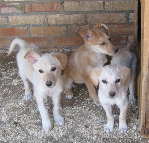 Щенки-метисы,  похожи на лабрадоров! #304028