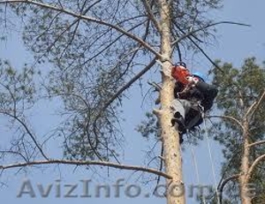 Валка деревьев 067 339 35 31 #281492