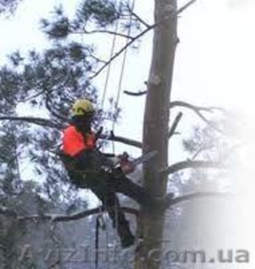  обрезка сосен Киев 067 339 35 31 #281998