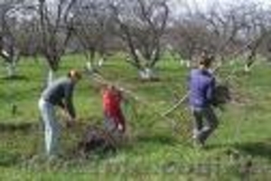 выкорчевка кустов 067 339 35 31 #282000