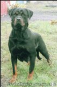 Продам щенков ротвейлера недорого #286668