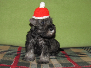 Щенки цвергшнауцера! #295972